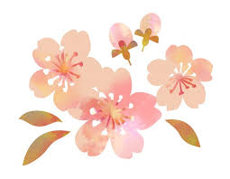 桜 満開~