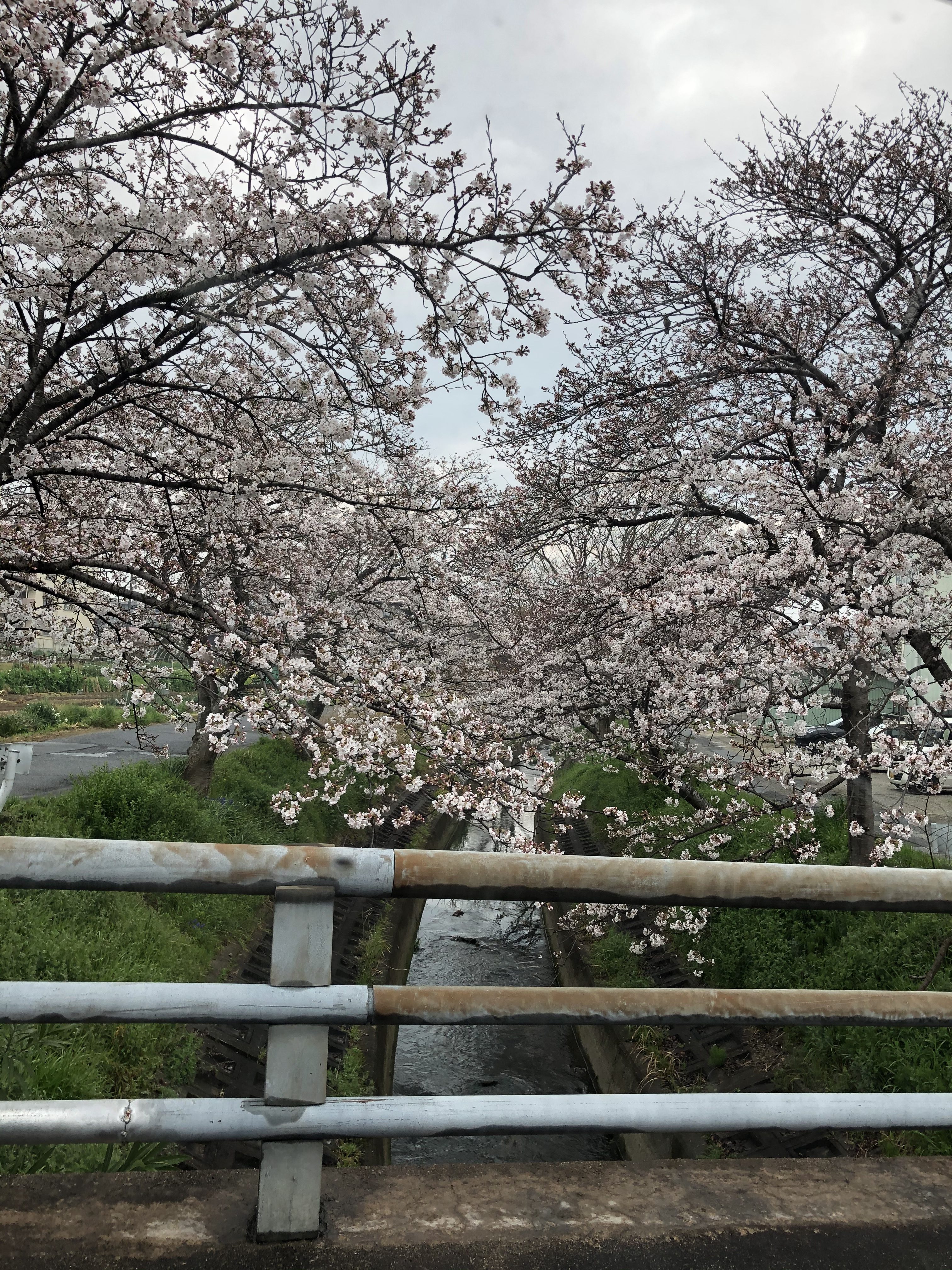久しぶりの雨ですね