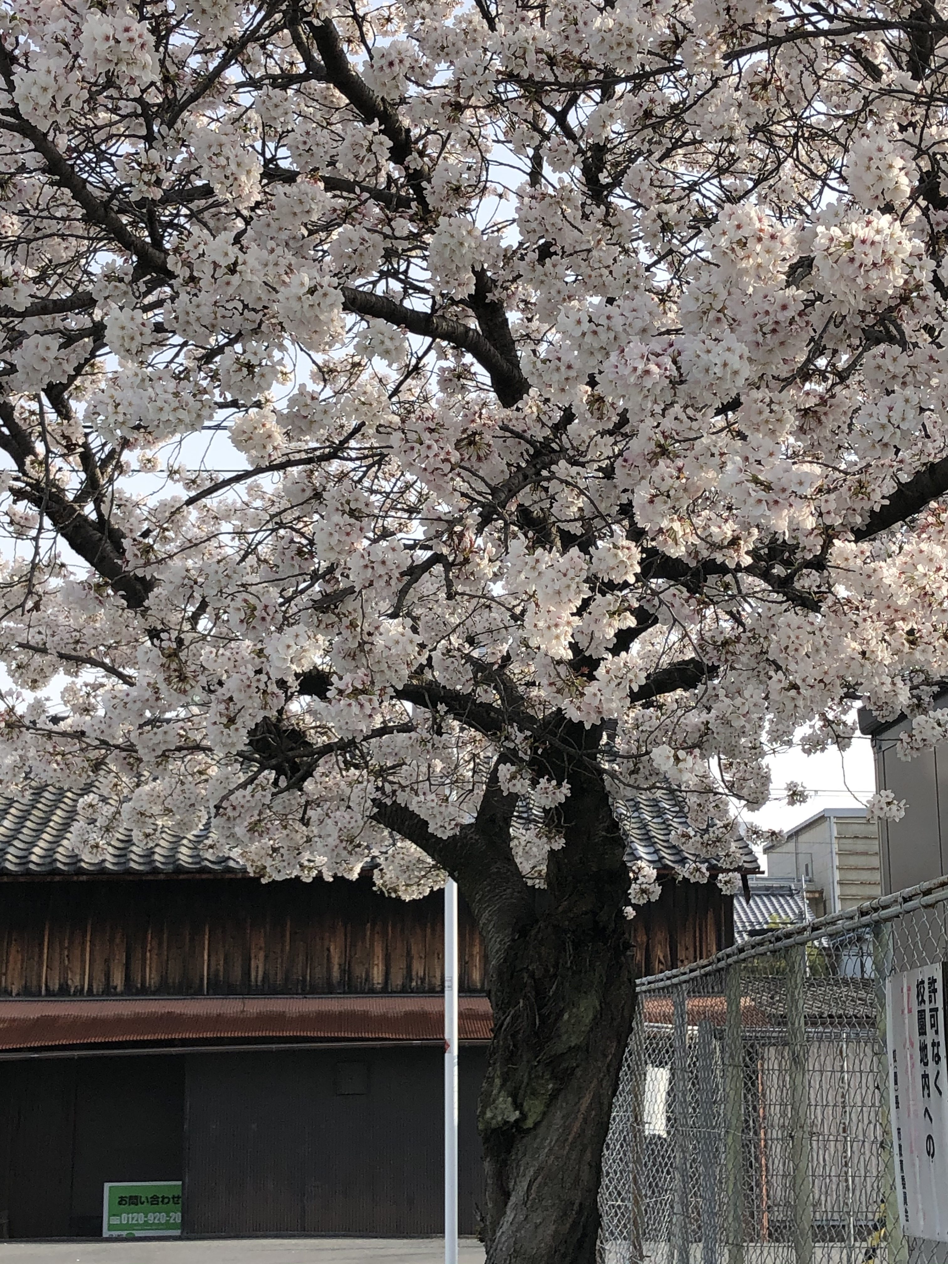 さくら 桜 🌸