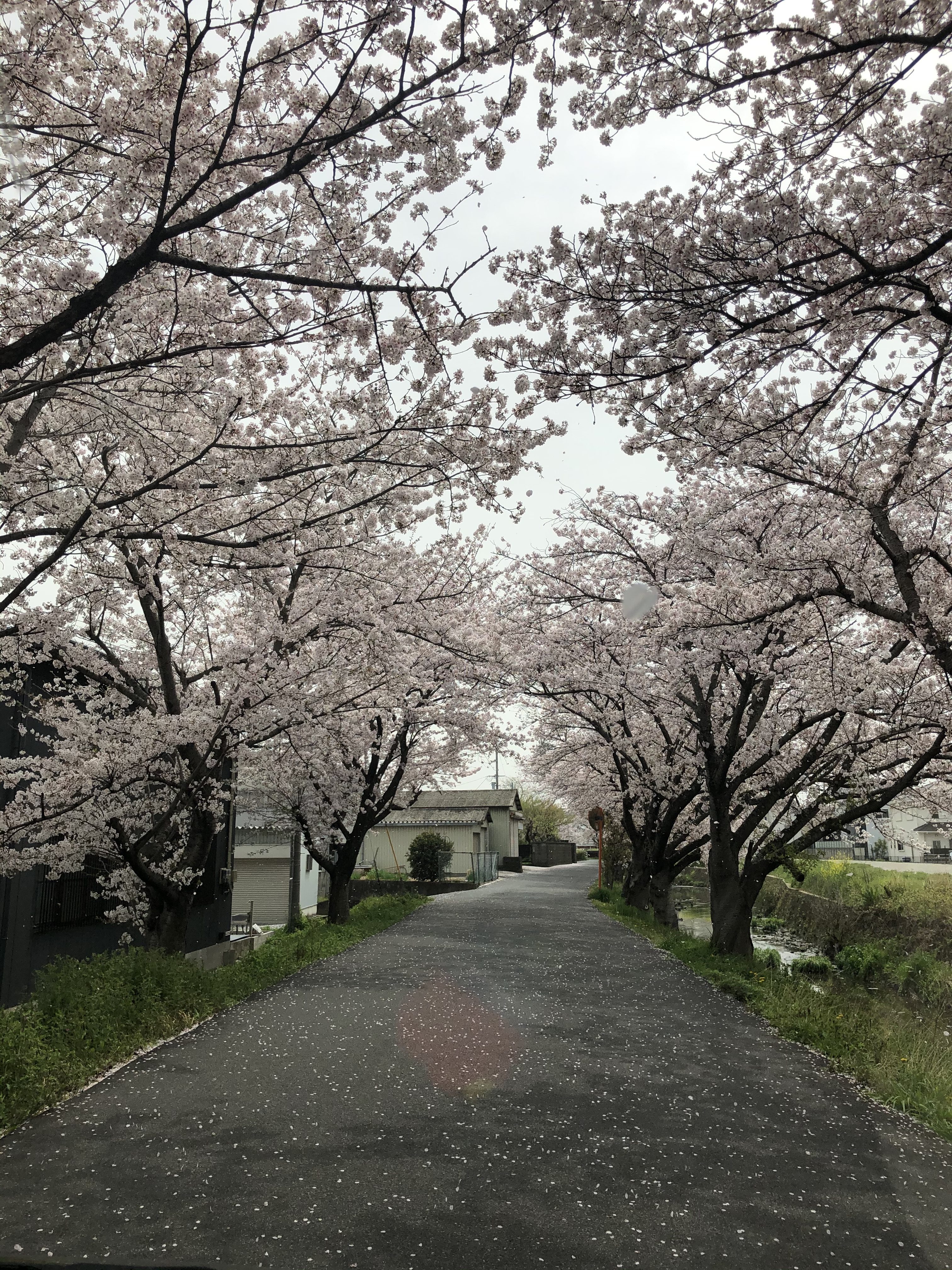 さくら 桜 🌸