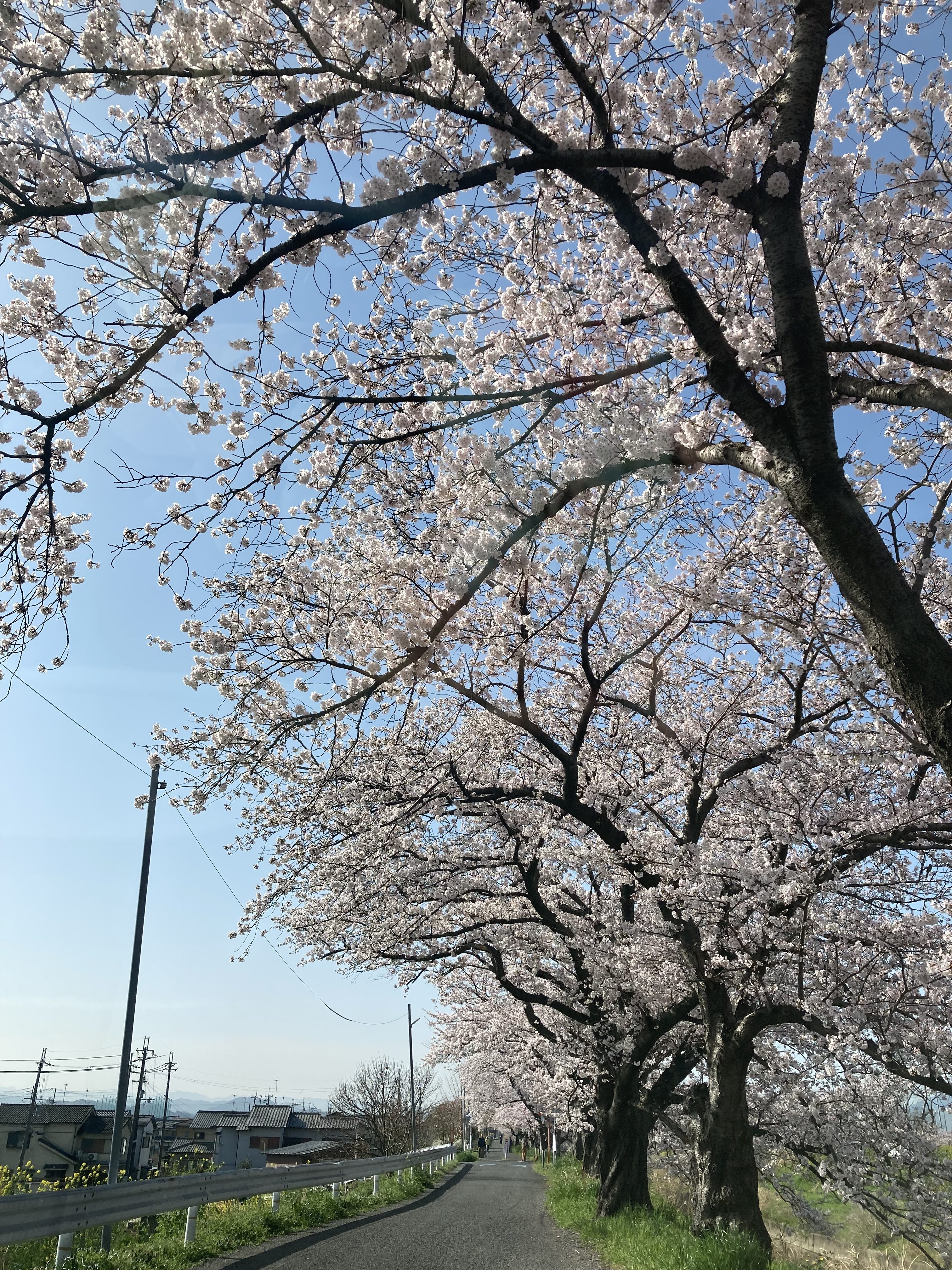 桜　満開～
